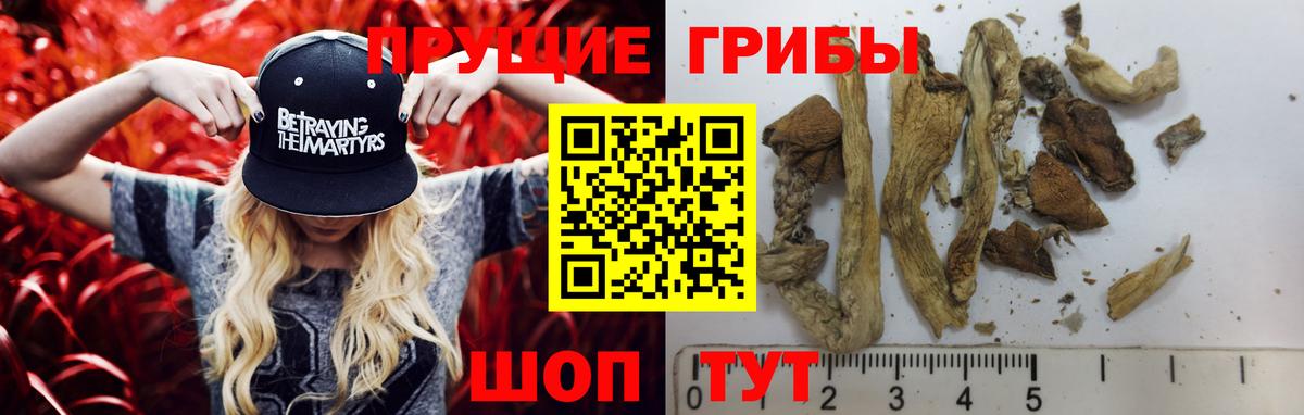 где продают   Галлюциногенные грибы мицелий  Вход с VPN  Электрогорск 